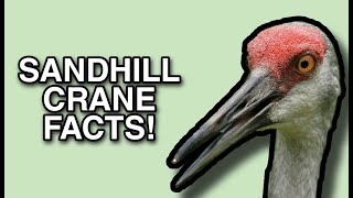 The Life of the Crane Sandhill Crane Facts [upl. by Yoccm]