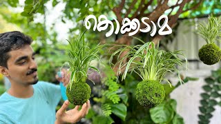 പായൽ പന്തുകൾ  Kokedama വളരെ എളുപ്പത്തിൽ ഉണ്ടാക്കാം 🌿 kokedama mossball [upl. by Torrey]