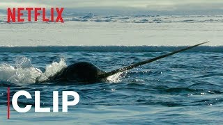 Our Planet  Narwhals  Clip  Netflix [upl. by Geraldine253]