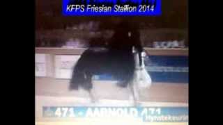 KFPS Friesian Stallion AARNOLD 471 Hengstenkeuring 2014 Google Exclusive [upl. by Inad]