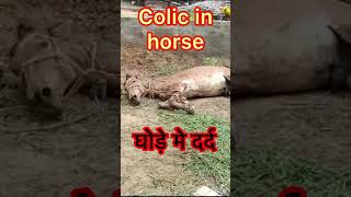 Colic in horse l dr umar khan [upl. by Asilahs361]