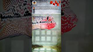 ♥️High Quality imported SRD FLOWERHORN with good head available for sale♥️flowerhorn farm Coimbatore [upl. by Airbmac]