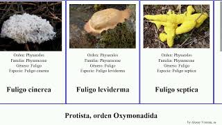 Protista orden Oxymonadida fuligo featuring coli candida crustacea cinerea fragilis histolytica [upl. by Ataliah973]