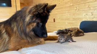 My 3 Dogs Meet Tiny Kittens for the First Time [upl. by Lower]