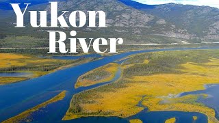 The Yukon River Wildlife Adventure and Historyyukonviralvideo [upl. by Ocsic961]