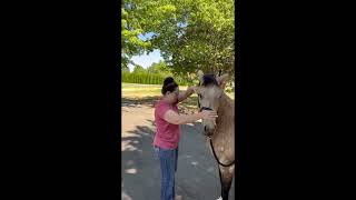 Horse massage aka the mastersonmethod bodywork [upl. by Ado]