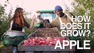 APPLE  How Does it Grow [upl. by Froma]