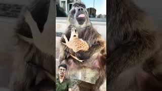 Please support 🙏🙏 🥺 baboon funny cuteanimals shorts [upl. by Ajnin]