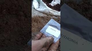 Tithonia plant growth  this winter season short video  you tube shortvideo [upl. by Yud]