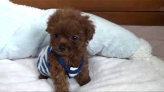 Teacup poodle for sale  Teacup puppy for U [upl. by Noelc]