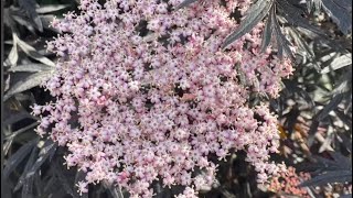 my very big Sambucus nigra Black Lace [upl. by Enelyak]