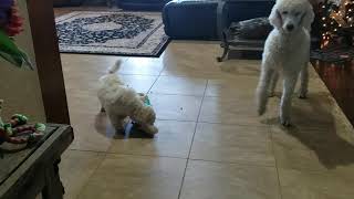 Lucy 9 week old standard poodle [upl. by Ahsenrat569]