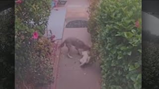 Coyote attacks dog in Shadow Hills neighborhood [upl. by Lossa]