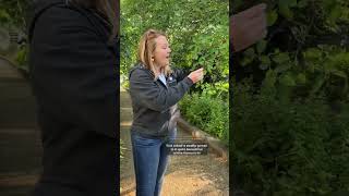 🌳 Amelanchier canadensis serviceberry a fruitbearing native tree FruitTrees Foraging [upl. by Lozano]