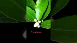 Fresh lemon fruits [upl. by Tower]