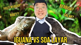 IGUANA VS SOA LAYAR PILIH YANG MANA [upl. by Gorges813]