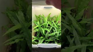 Emersed Aquarium Plants Foliar Feeding quick tip Shorts [upl. by Sredna]