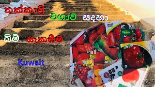 tomato cultivetion in kuwait  thakkali wagava mula sita 🍅තක්කාලි වගාව මුල සිට 🍅 Nature With Laka [upl. by Pickford]