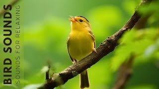 Birds Sounds 24 Hours  Birds Singing Without Music The Healing Power Of Bird Sounds [upl. by Ayian]