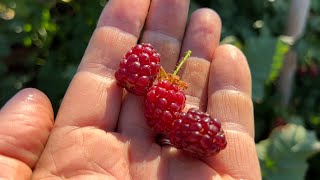 Tayberries are a delicious raspberry X blackberry hybrid [upl. by Aelak332]