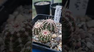 Echinocereus viridiflorus Taos co USA 🌱 fromseed cactus cacti echinocereus plants winter [upl. by Enram]