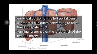 Liver  Portal Fissures  Couinauds Classification  Functional Anatomy [upl. by Valentijn364]