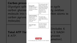 Difference between Glycolysis amp Krebs Cycle shorts biology krebscycle glycolysis [upl. by Margie]