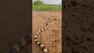 Black yellow rear krait snake in a jungle water youtubeshorts [upl. by Nowtna]