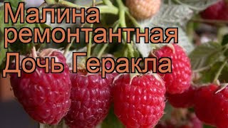 Малина ремонтантная Дочь Геракла rubus idaeus 🌿 обзор как сажать саженцы малины Дочь Геракла [upl. by Redmer]