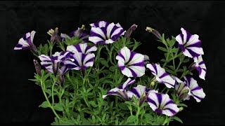 Petunia quotPeppy Bluequot  Petunie Garden Petunia [upl. by Eelirrem373]