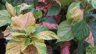 Acalypha plant Care amp Growing Tips Copperleaf Plant Easy Growing Guide [upl. by Herrera]