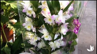 Comment cultiver lorchidée dendrobium   Truffaut [upl. by Liddle642]