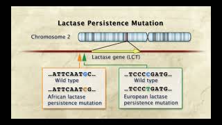 Lactase Persistence Mechanism HHMI Biointeractive Lecture by Sarah Tishkoff PhD [upl. by Lubeck]