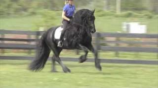 FRIESIAN STALLION quotLeave you Breathlessquot [upl. by Schreib310]