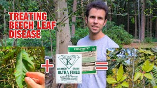 How to Treat Beech Leaf Disease [upl. by Arathorn]