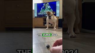 English Bulldog decides who wins englishbulldog euro2024withshorts pets [upl. by Diley436]