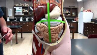 AampP1 Lab 1 Abdominal Quadrant System [upl. by Ainivad988]