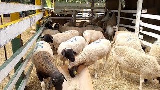 Dorper Sheep Farming in Kenya farming sheepfarming championship breeding [upl. by Scheck461]