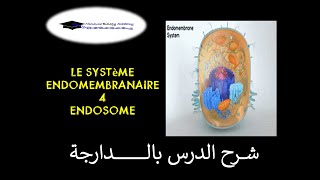 Systéme endomembranaire 4 Endosome [upl. by Couchman9]