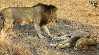 Kambula Male Lion limping after a possible fight  2 October 2024 [upl. by Annayak]