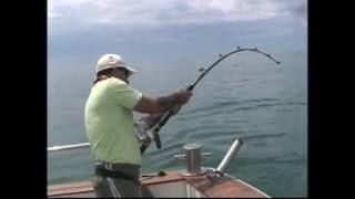 300lb thresher shark [upl. by Gaivn]