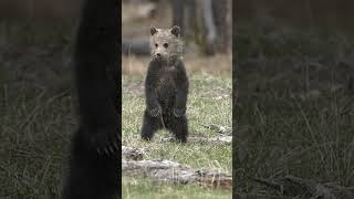 Grizzly bear cub standing up for a better view of the new world 🐻 wildlife yellowstone wyoming [upl. by Eerhs]