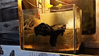 Ep 6 Water Change Shrimp Tank  Sweet Potato Setup In Shrimp Tank  Nano Aquarium  No Filter [upl. by Yluj]