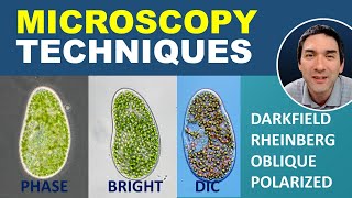 Comparing different Microscopy Techniques [upl. by Nnylarat241]