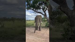 Elephants Delight Feasting on Sweet Marula Fruits animal wildlife wildanimal [upl. by Eninnej]