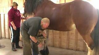 Hot shoeing of a big clydesdale horse [upl. by Ycak317]