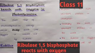 Ribulose 15 bisphosphatepart 1Class 11Chapter 13easy discussion [upl. by Cinnamon195]