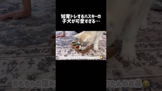 知育トレするハスキーの子犬が可愛すぎる… シベリアンハスキー ハスキー ハスキー犬 [upl. by Earazed]