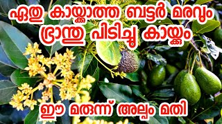 ബട്ടർ കായ്ക്കാൻ ഒരു സൂത്രപ്പണിfruit plants malayalampazhachedikalavocado malayalamkaaykkan [upl. by Caundra]