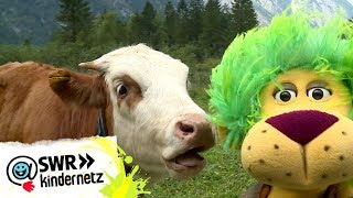 Ferien auf der Alm  Kühe  OLIs Wilde Welt  SWR Kindernetz [upl. by Anallij]